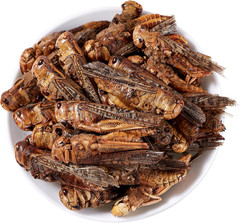 Luckyqworms Freeze Dried Grasshoppers – High Protein Reptile & Bird Food, 1Lb Re