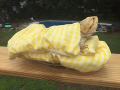 CHECKERED YELLOW LRG RESTING BED SET COVER ONLY NO FRAME BED 4 BEARDED DRAGON