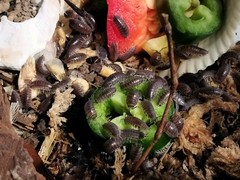 Cylisticus convexus “Curly/Teardrop Isopod” – 15+ Count