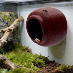 Jumping Spider Nest Spider Hideout Tree Frog Hide Hermit Crab Climbing House …