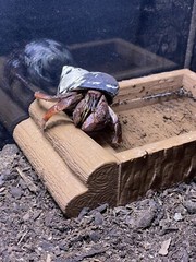 Hermit Crab Pool Log Tank Decoration Ornament Hermit Crab Decor Toys Supplies