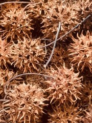 10, 25, or 50 Pieces Sweet Gum Pod, Balls, Paw Paws, Liquidambar – Natural, Orga