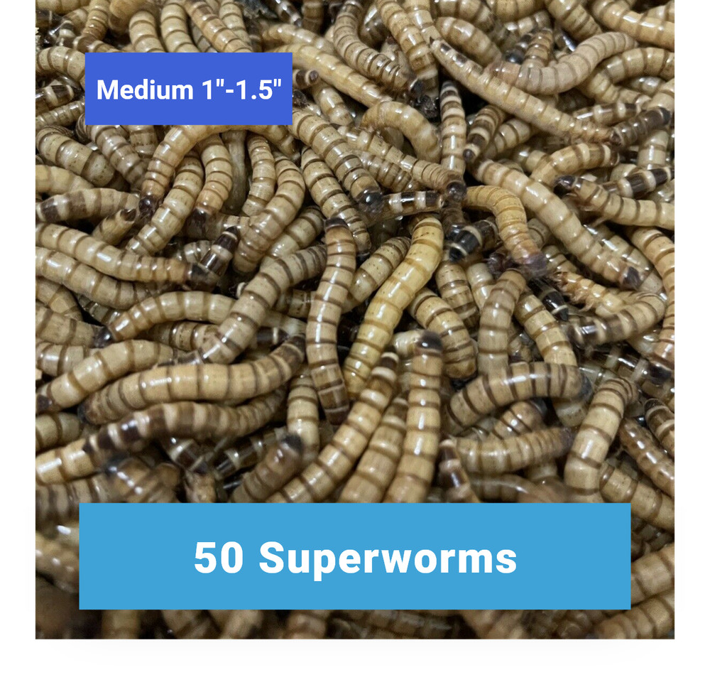 50 Medium SUPERWORMS 1″-1.5″ – Free Shipping, Live Arrival Guarantee