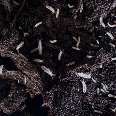 Temperate White Springtails(Folsomia Candida) Clean-Up-Crew/Feeders BOGO!!!!