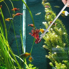 Fri4Free 2PCS Long Aquarium Tweezers – 10.6″ Straight and Curved Sliver