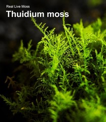 LUCKYRUNES Live Moss 3 Pieces, Each Approx. 3.5 x 7 in, Natural Green