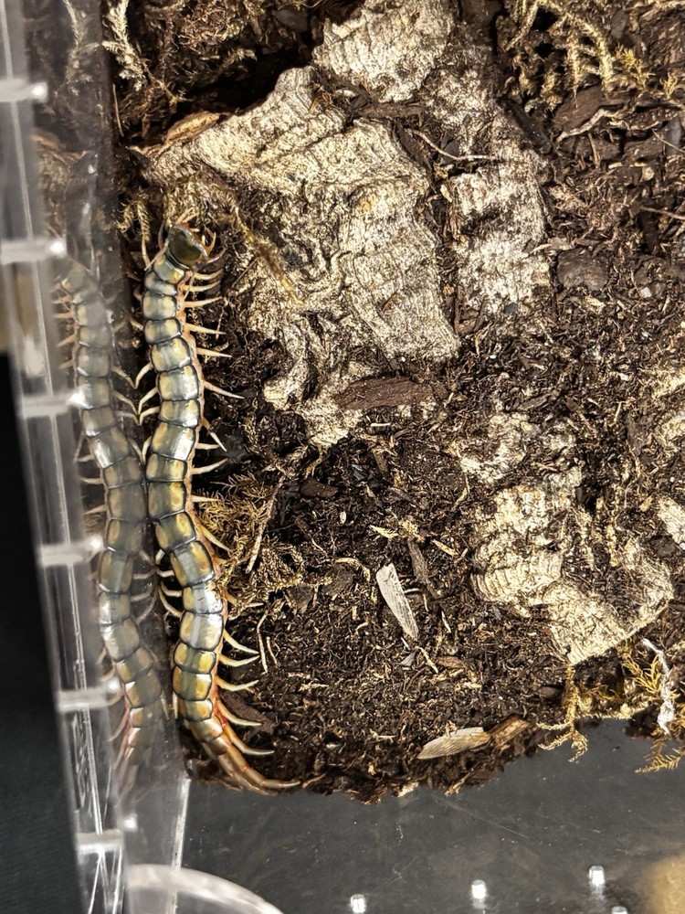 Scolopendra morsitans – Egypt Rainbow Centipede Live