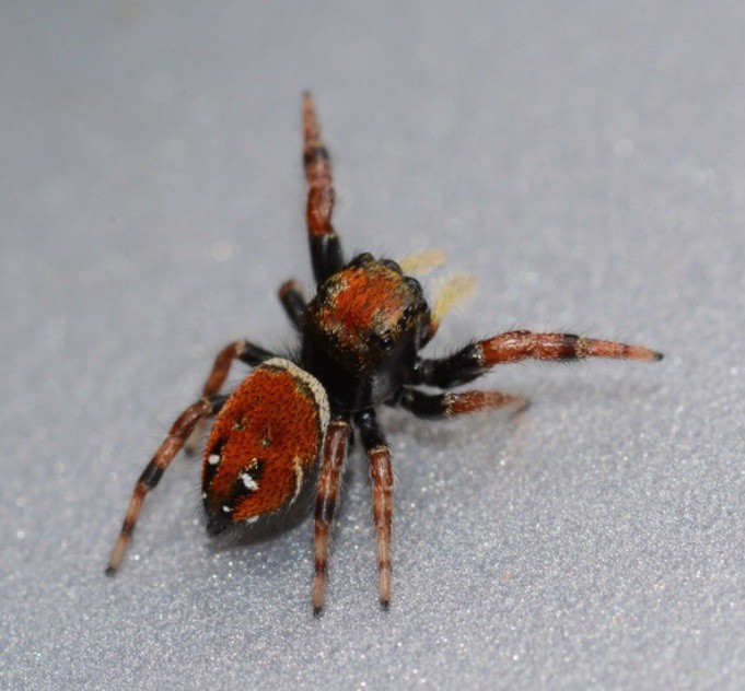 Mystery Jumper – Jumping Spider Random Species – Buy2Get1Free