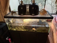 20 Gallon Long Zilla Turtle Tank with Filter