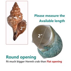 2pcs Hermit Crab Shells XL Size Opening 1.73″ Natural Sea Conch Turbo Seashel