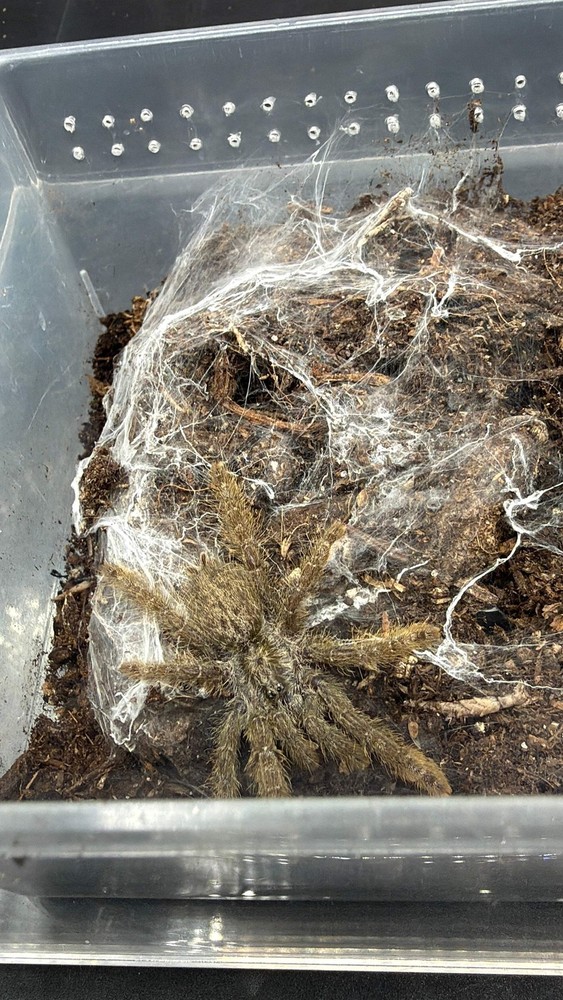 Ornamental Baboon Tarantula (Heteroscodra maculata) – 1-3 in