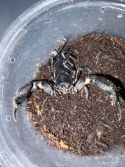 Vietnamese Asian Forest Scorpion (Heterometrus silenus) – 4-5 in