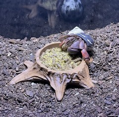 Hermit Crab Tank Food Bowl Tree Stump Decor Hermit Crab Supplies Accessories