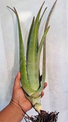 8″ Aloe Vera Barbadensis Miller Cactus Live Plant Edible Ayurvedic Medicinal