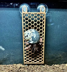 Hermit Crab Ladder Climbing Wall Hermit Crab Decor Toys Hermit Crab Accessories