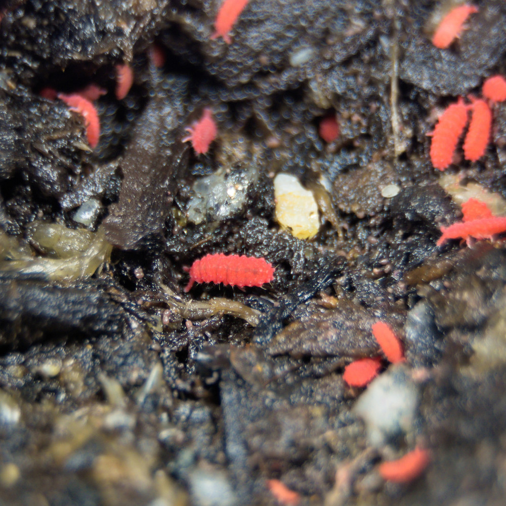 25+ Thai Red Lobella Springtails Rare Starter Culture Feeder LAG