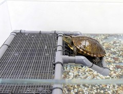 Extra Large Turtle Basking Platform, Aquatic Turtle Tank Accessories with Non..,