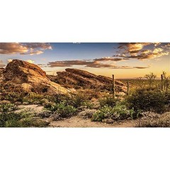 Reptile Habitat Background Blue Sky Oasis Cactus Sun And Desert Terrarium