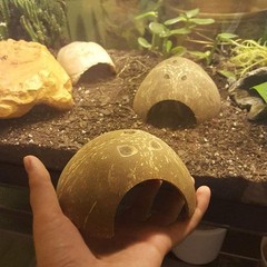 15 PCS Hermit Crab Shell Growth Seashells Natural Coconut Hut Fish Tank Decor