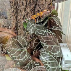 Reptile Plants for Terrarium,Amphibian Habitat Decor,Artificial Plants for Ge…