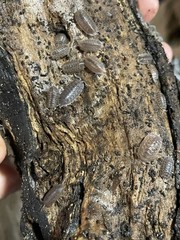 50+ Porcellio Dilatatus Giant Canyon • Live Isopods • Feeders • Cleaner Insects