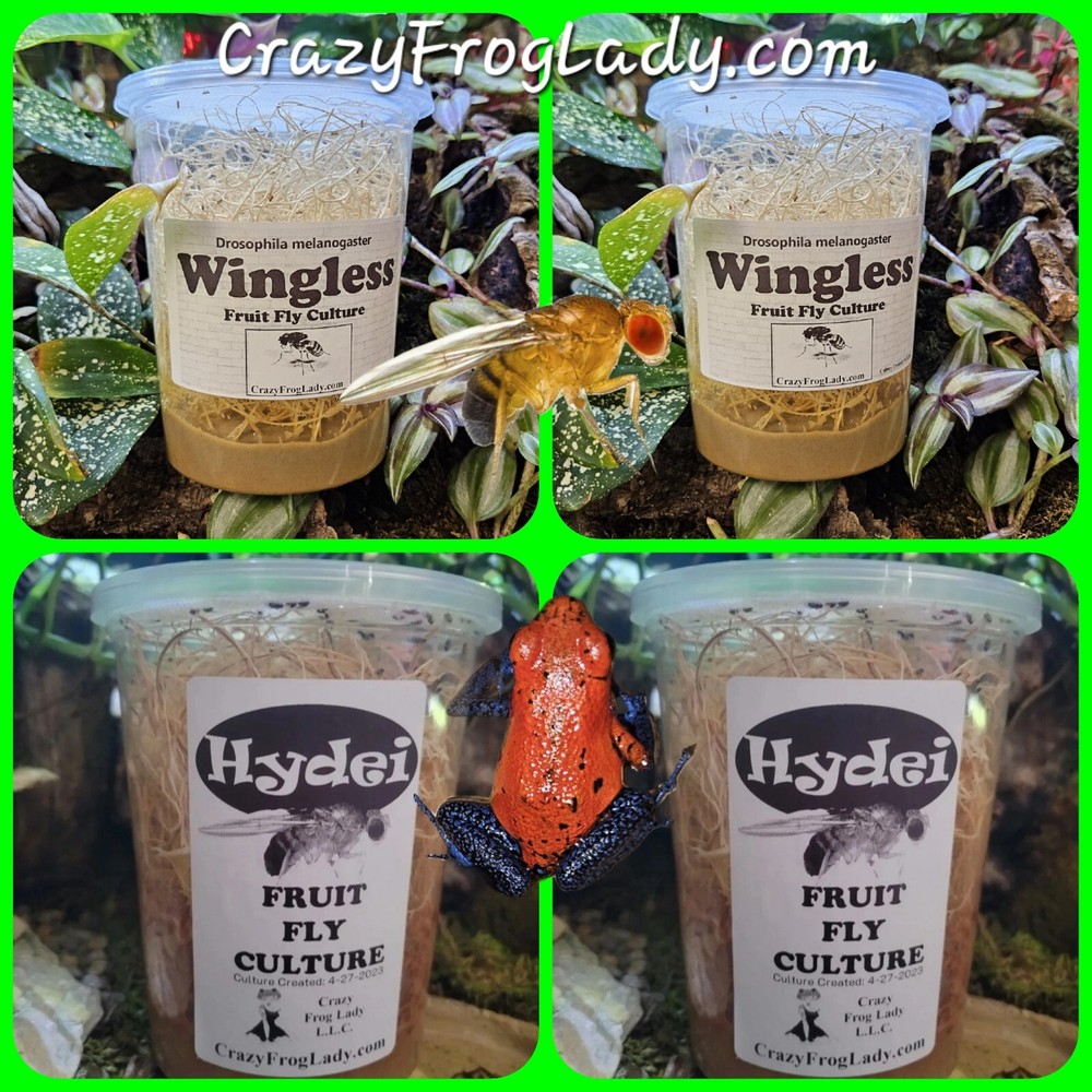 Wingless Fruit Fly Cultures 2 Pack+ 2 Pack of Hydei Total of 4 CULTURES.