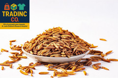 Dried Black Soldier Fly Larvae (10Lb), 100% Natural Non-Gmo, Treat for Chickens,