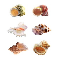 Hermit Crab Shells Medium to Large Growth Turbo Seashells 1″-2″ Openning Size…