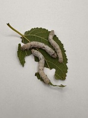 Live Silkworm (Large Size)