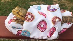 DONUTS 🍩 PRINTS LRG ATTACHABLE RESTING BED SET COVER 4 BEARDED DRAGONS