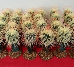 6″ Birds Nest Cactus On Stone Base Reptile Habitat Decor Terrarium NEW