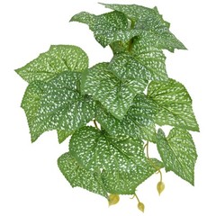Komodo Standing Begonia Plant 5 inch