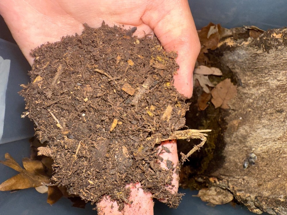 1gallon of Arid bioactive reptile substrate-Leopard geckos and more