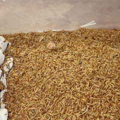 1000 Live Mealworms 1/2 TO 3/4 Inch long