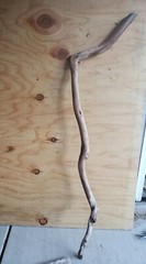 38″ Sanded Manzanita branch cane walking stick #122
