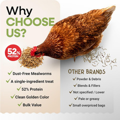 Dried Mealworms 100% Non-Gmo 10 Lb – Mealworms for Birds, Chickens, Ducks – Perf