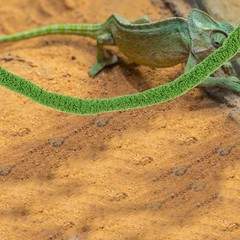 Climbing Cotton Rope Reptile Vines Simulation Moss Hanging for Reptiles