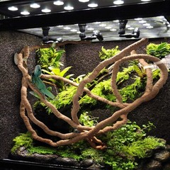 Bearded Dragon Hammock, Bearded Dragon Tank Accessories, Jungle Climber Vines…