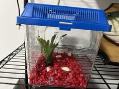 Small Goldfish Fish Reptile Tank 8 3/8″ x 6 1/8″