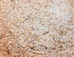 Mealworm & Superworm Wheat Bran Bedding and Food Source (5 Quarts)