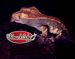 Dubia Roaches 100 Medium 1/2-3/4 in. Hand Count All Orders Plus 15%Over Count.