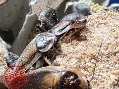 Premium Dubia Roach Chow