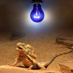 2 Pack AIICIOO 60W UVA Daytime Reptile Bulb Heating Lamp E26 – Blue