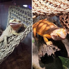 Bearded Dragon Hammock – Lounger for Lizards, Geckos, Snakes & Iguanas