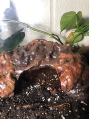 Arboreal Attitudes Small Weighted Ground Hides For Terrariums And Cages
