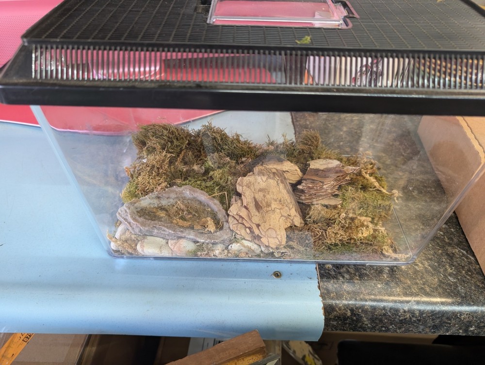 Reptile Habitat