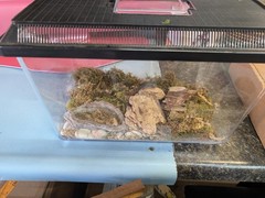 Reptile Habitat