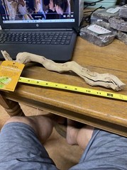 Fluker’s iguana branch 13 inch