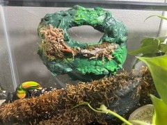 Multi use Magnetic Hides For Terrariums And Cages