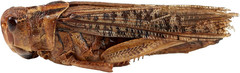 Luckyqworms Freeze Dried Grasshoppers – High Protein Reptile & Bird Food, 1Lb Re